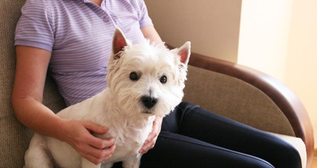 Woman holding a white dog in hand. Animal care consept. West highland white terrier portret