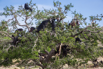 goats in trees
