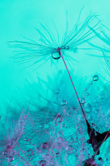 Parachute seed from a dandelion on a blue background