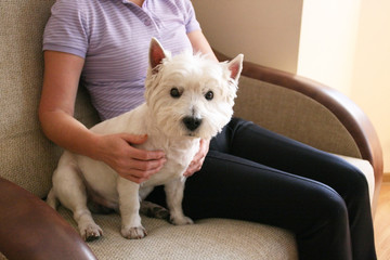 Woman holding a white dog in hand. Animal care consept. West highland white terrier portret