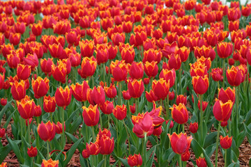 Red tulips with fringe in the garden. Flowerbed decoration in a city park. Many tulips grow in the field. Tulips with a yellow rim bloom in spring.