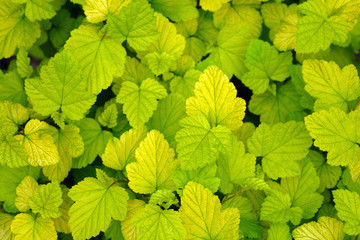 Leaves of nine-bark (Physocarpus) top view. Light green leaves shrub background. Hedgehog hedge, young seedlings close-up. Beautiful gentle natural background.