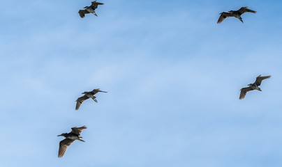 birds in flight - oiseaux chevalier en vol
