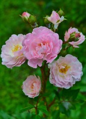 Obraz premium Pink roses on a bush in the garden