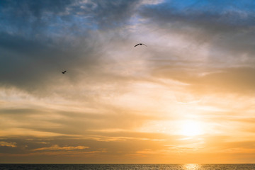 gulls flying over the sea across the sky at sunset