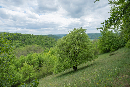 Sorbus torminalis Elsbeere im Naturschutzgebiet Gleistalhänge bei Löberschütz Beutnitz Graitschen Jena Golmsdorf