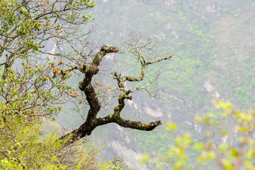 China, Yunnan Sheng, Diqing Zangzuzizhizhou, Wanderung (2 Tages Tour) zur Tigersprung-Schlucht des Jangtse Flusses, Kahler Ast über der Schlucht