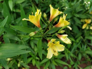 DAY LILIES