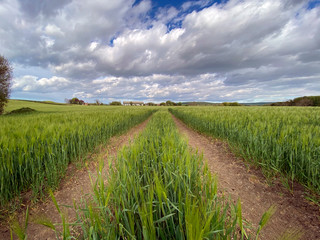 Fototapeta na wymiar Agricultural land with a crop of barley - Yorkshire - United Kingdom