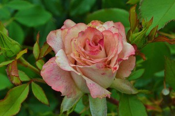 pink rose in garden