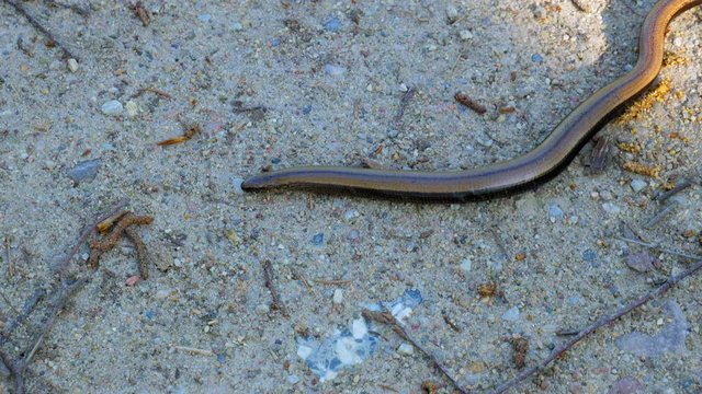 Slow Worm, Anguis Fragilis Or Blindworm Creeping On The Ground. - high angle shot