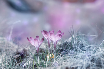 Gentle pink crocuses growing in garden, springtime dreams