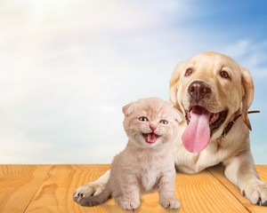 Dog.