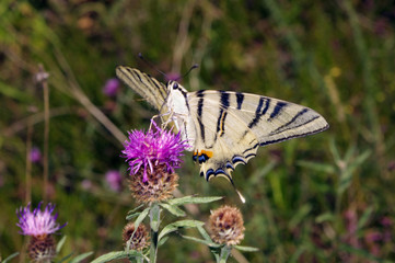 Papillon Voilier