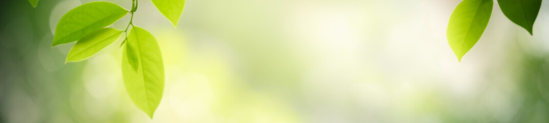 Nature of green leaf in garden at summer. Natural green leaves plants using as spring background cover page greenery environment ecology wallpaper
