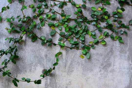 Coatbuttons or Mexican daisy plant on the wall. © Siwapot Narukietmont