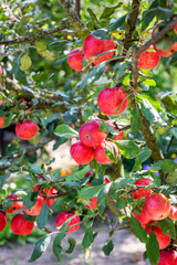 Ripe red apples on apple tree. Beautiful summer background