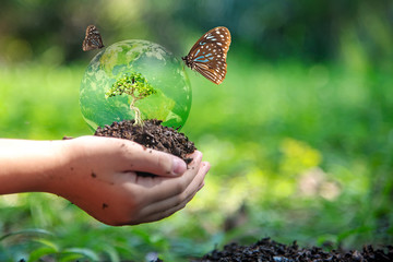 Hands child holding tree with butterfly keep environment on the back soil in the nature park of...