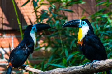 two yolk toucans in portrait