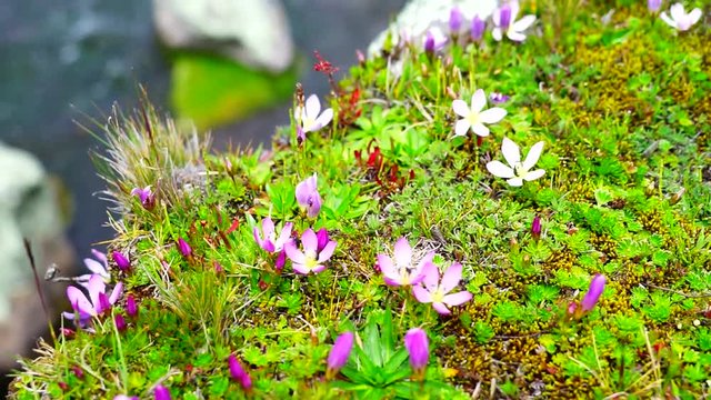 Beautiful small purple flowers at the egde of a stream