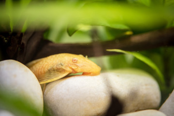 Golden Ancistrus pleco catfish Male albino Bristle-nose tropical freshwater aquarium fish