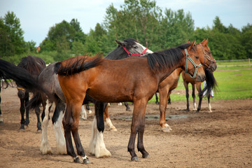 Lots of horses on the farm