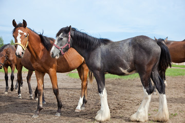 two horses in the field