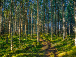 Fototapeta na wymiar path in forest with sun streaming through