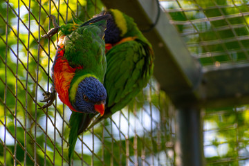Soldiers Macaw on the cage wall