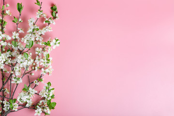 Spring cherry tree branches with white flowers on a pink background. Copy space for text