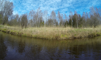 Fototapeta na wymiar spring landscape on the river, old reeds along the shore and the first greenery