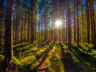path in forest with sun streaming through