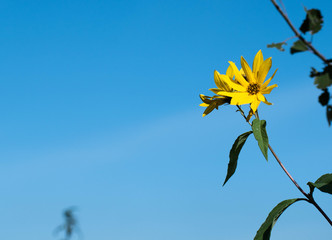 żółty kwiat na niebieskim niebie