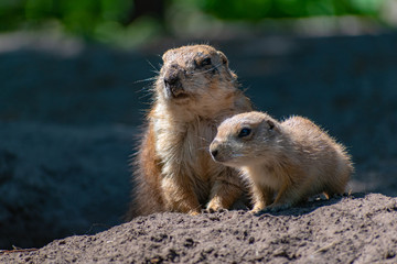 Junger Präriehund mit Mutter
