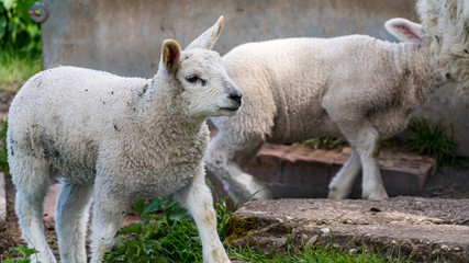 Two lambs in a field

