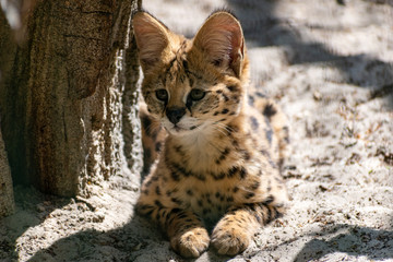 Junger Serval in der Nahaufnahme