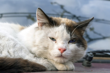 Stray cat with a sad look sits on the hood of a car, a cropped photo