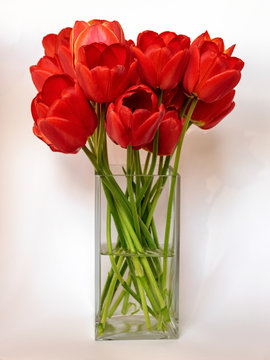 red tulips in a vase on a solid background