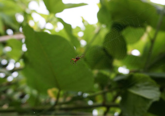spider in the center of its web in foliage