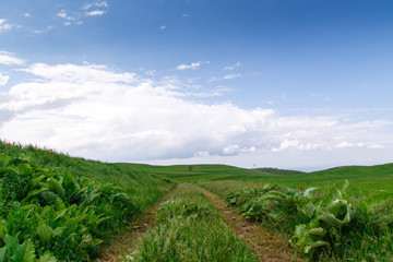 Fototapeta premium Cumulus clouds on a blue sky. Over the green field. Spring flowering grass. Summer natural background