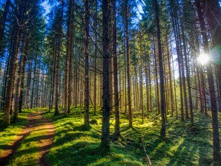 Fototapeta na wymiar path in forest with sun streaming through