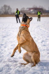 DOG Shepherd dog close-up