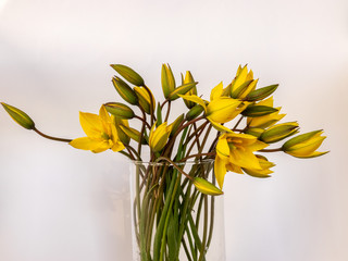  yellow wild tulips in a vase on a solid background