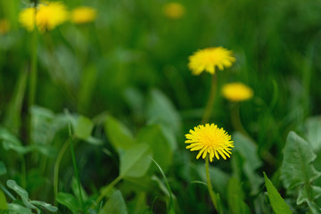 Yellow spring and summer growing dandelions macro shot on a blur background