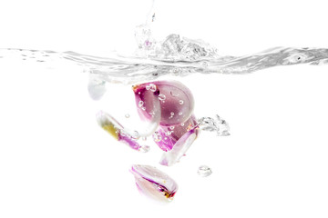 fresh onion falling into clear water splash and ripple isolated on white background