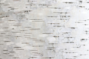 pattern of birch bark with black birch stripes on white birch bark and with wooden birch bark texture - obrazy, fototapety, plakaty