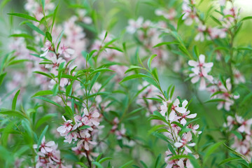 Pink plum blossom on green blur background. Nature beautiful background