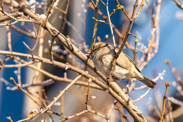Sparrow bird on a tree branch