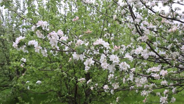 The apple tree blossoms, the branches of apple trees sweep in the wind. Flowering of fruit trees in spring. Beautiful background with flowering apple trees