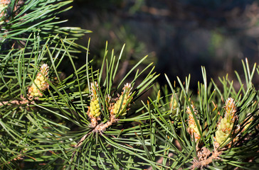 Naklejka na ściany i meble Young pine buds are a medicinal plant of folk medicine. Branches of the common pine with new buds close-up. Spring flowering of the branches of ordinary pine.